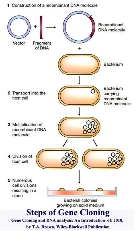 liac solution has ppts after autoclaving|Gene.